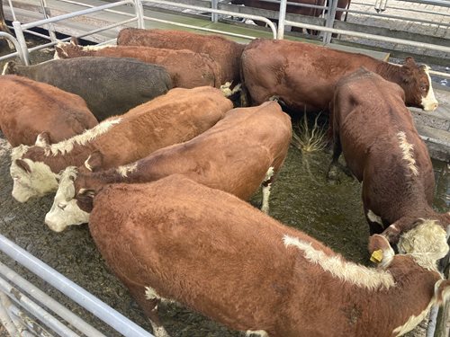 Glenburnie Livestock Report 19/04/2023