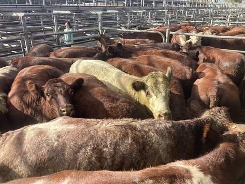 Glenburnie Livestock Report 29/03/2023