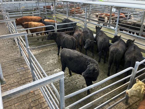 Glenburnie Livestock Report 31/5/2023
