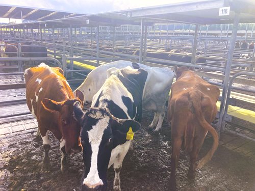 Glenburnie Livestock Report 10/05/2023