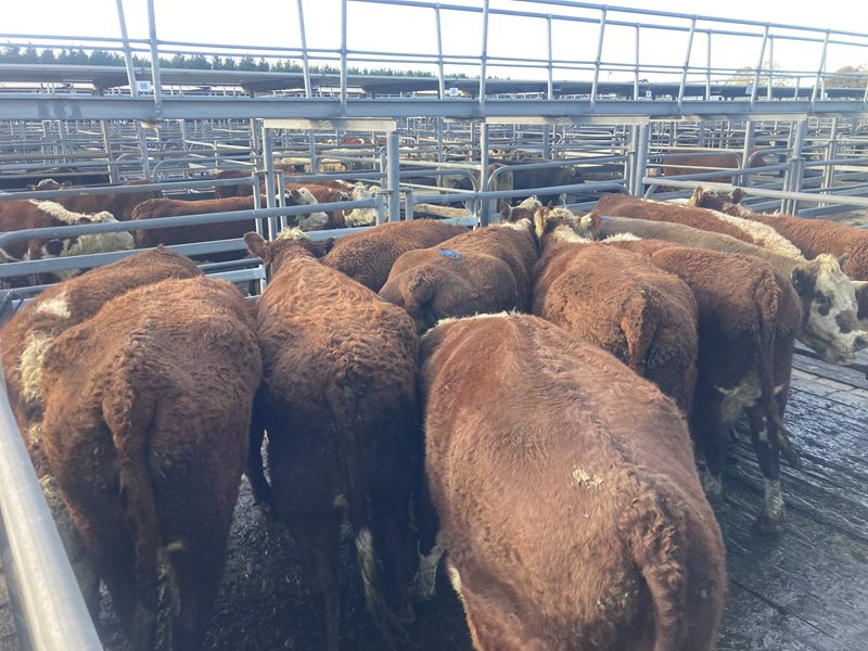 Glenburnie Livestock Report 24/5/23