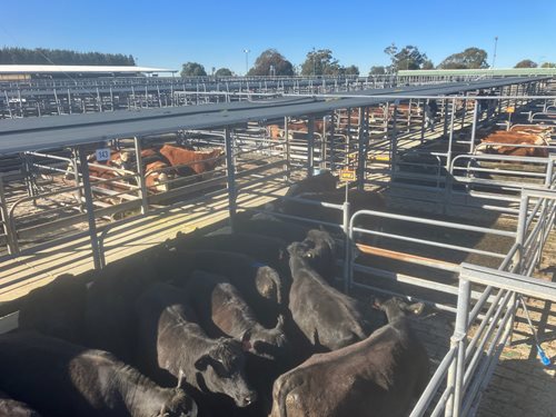 Glenburnie Livestock Report 16/08/2023