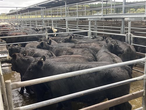 Glenburnie Livestock Report 12/4/23