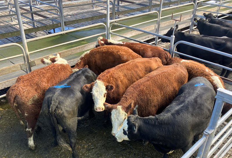 Glenburnie Livestock Report 3/5/2023