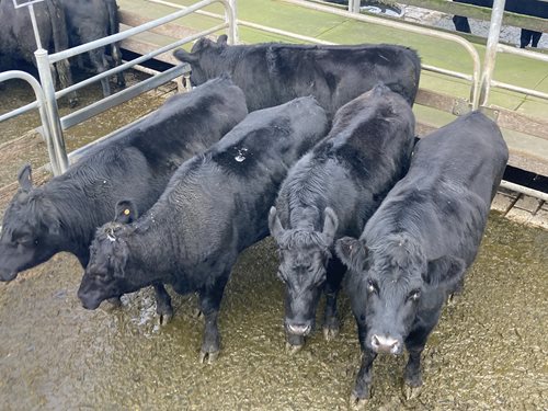 Glenburnie Livestock Report 21/06/2023